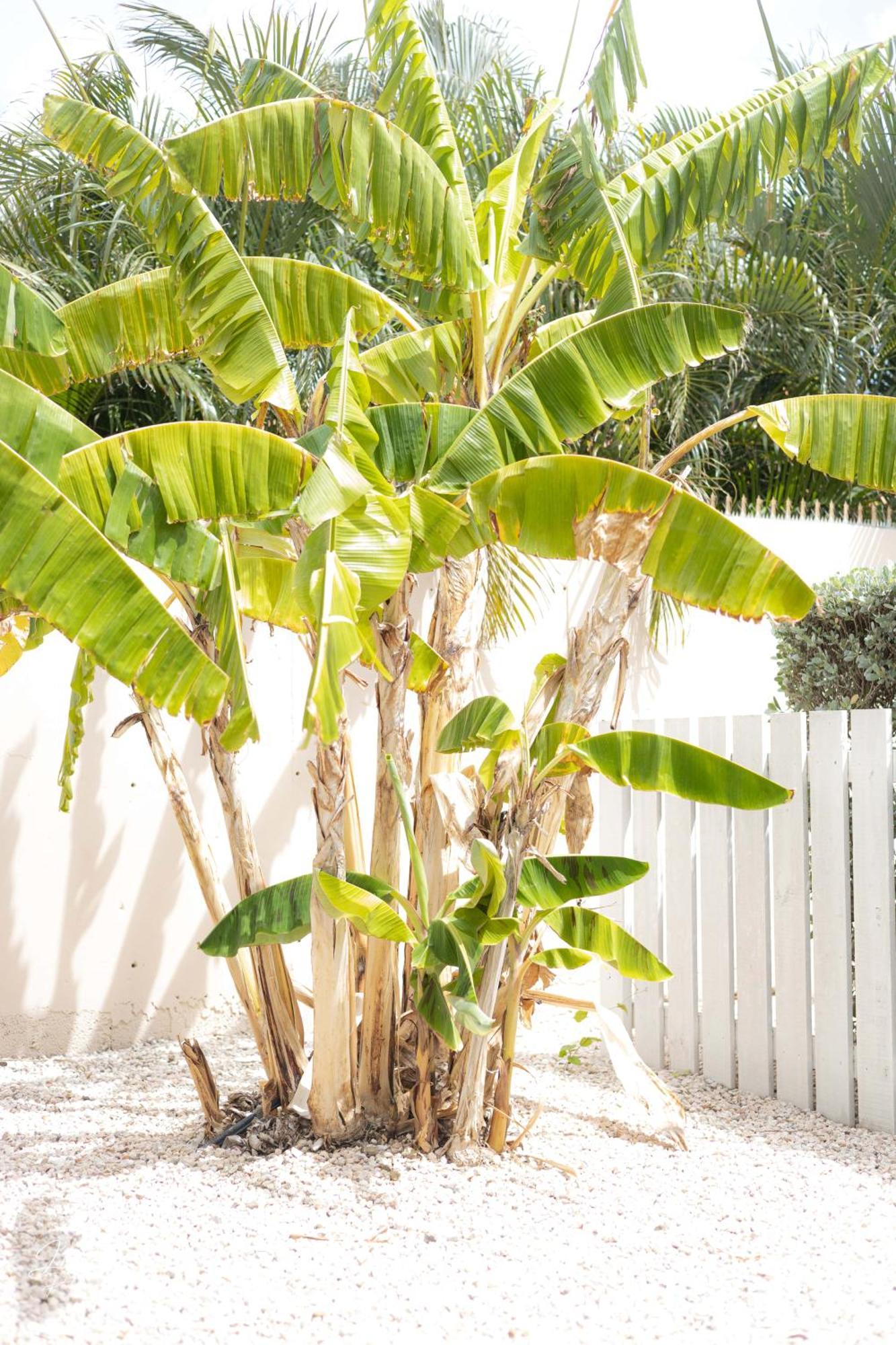 Ferienwohnung Dushi Townhouse Curacao Willemstad Exterior foto